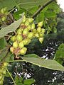 Paulownia fruits