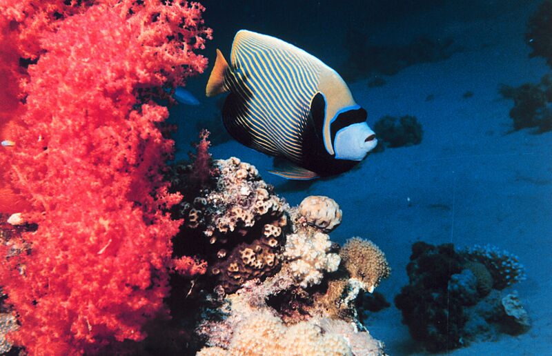 Pomacanthus imperator