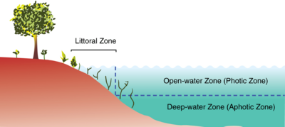Archivo:Primary zones of a lake
