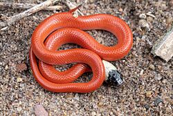 Pseudoboa neuwiedii 252421890.jpg