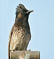 Red vented Bulbul I IMG 6303