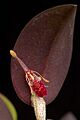 Restrepia muscifera 2