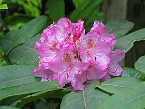 Archivo:Rhododendron macrophyllum