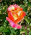 Rosa Girona 3