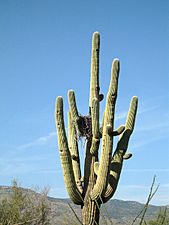 Archivo:Saguaro cactus with nest, Saguaro NP (RMD) (cbad1d05-4007-453b-aa9f-54e1d1b6c047)