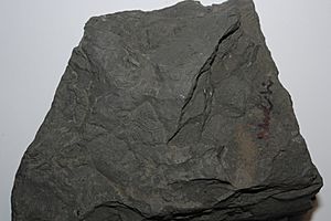 Archivo:Schwarzer Schiefer - Black shale sample
