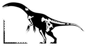 Archivo:Segnosaurus skeletal