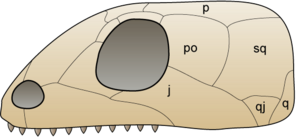 Archivo:Skull anapsida 1