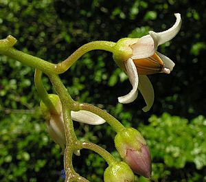 Archivo:Solanum betaceum, flower of the Tree Tomato (11396986385)