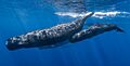 Sperm whale pod