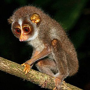 Archivo:Sri Lankan Slender Loris 1