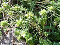 Teucrium carthaginense
