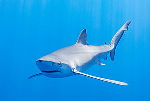 Tiburón azul (Prionace glauca), canal Fayal-Pico, islas Azores, Portugal, 2020-07-27, DD 28.jpg