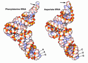 Archivo:Two-trna-figure