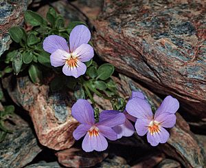 Viola crassiuscula.jpg