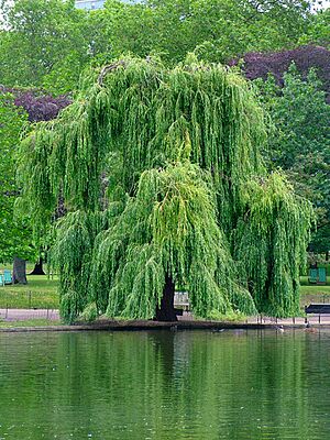 Archivo:Willow