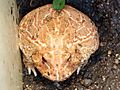 黃金角蛙 Ceratophrys cranwelli albino - panoramio