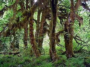 Archivo:Acer macrophyllum in Hoh Rain Forest