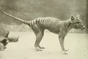 Archivo:Alert tazzie tiger
