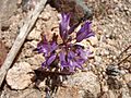 Allium-denticulatum-2