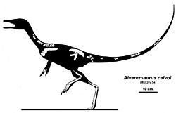 Archivo:Alvarezsaurus Jaime Headden