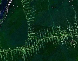 Archivo:Amazonie deforestation