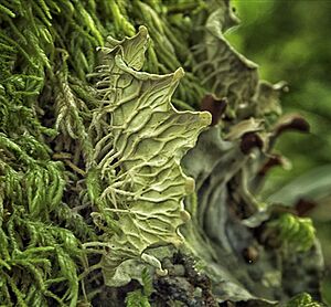 Archivo:Another neat thing about lichens (7472654616)