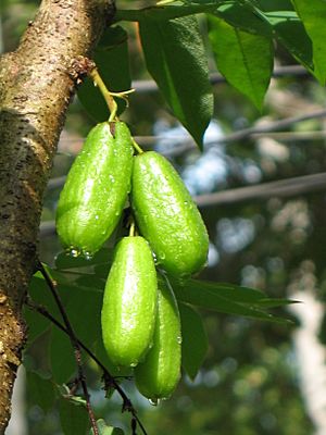 Archivo:Averrhoa bilimbi fruit by Sugeesh