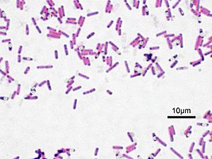 Archivo:Bacillus subtilis Gram