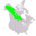 Betula neoalaskana range map