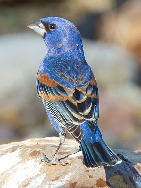 Blue Grosbeak by Dan Pancamo