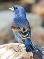 Blue Grosbeak by Dan Pancamo