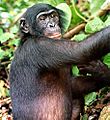 Bonobo