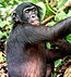 Bonobo.jpg