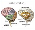 Brain headBorder