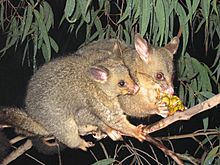 Archivo:Brushtail possum