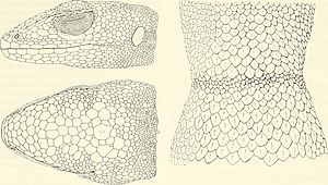 Archivo:Bulletin of the Museum of Comparative Zoology at Harvard College (1989-1992) (20485853352)