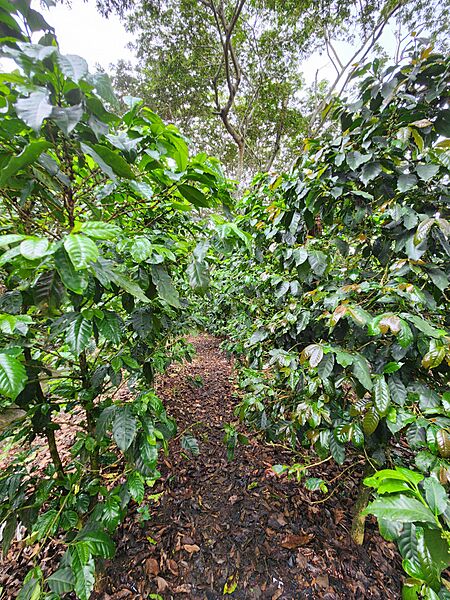 Cafetal en Quezaltepeque