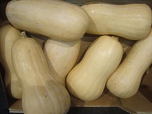 Archivo:Calabazas butternut