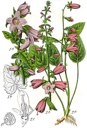 Archivo:Campanula rapunculoides Sturm60