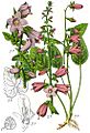 Campanula rapunculoides Sturm60