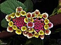 Cariaquito morado (Lantana trifolia)