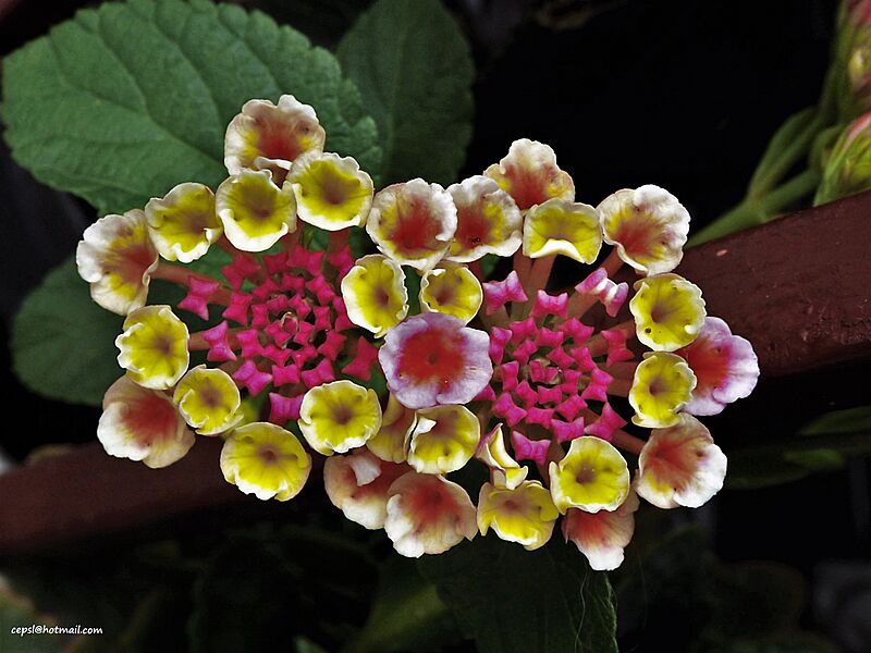 Cariaquito morado (Lantana trifolia)