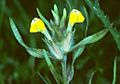 Castilleja campestris