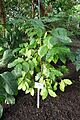 Coffea stenophylla-Jardin botanique de Berlin (1)