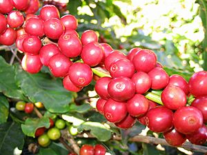 Archivo:CoffeeCatucai