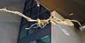 Coloborhynchus spielbergi2