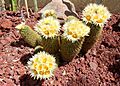 Coryphantha erecta