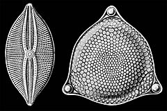 Archivo:Diatomeas-Haeckel