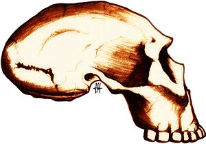 Archivo:Dmanisi D-2282
